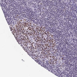 Invitrogen TCF3 Polyclonal Antibody 100 &mu;L; Unconjugated:Antibodies,