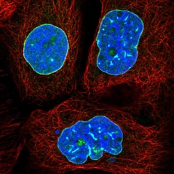 Invitrogen Lamin B2 Polyclonal Antibody 100 &mu;L; Unconjugated:Antibodies,
