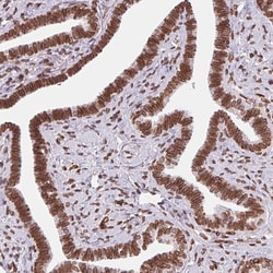 Invitrogen Lamin B2 Polyclonal Antibody 100 &mu;L; Unconjugated:Antibodies,