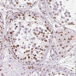 Invitrogen Lamin B2 Polyclonal Antibody 100 &mu;L; Unconjugated:Antibodies,