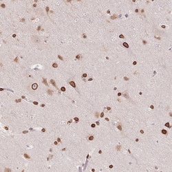 Invitrogen Lamin B2 Polyclonal Antibody 100 &mu;L; Unconjugated:Antibodies,