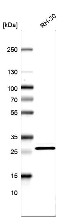 Invitrogen HMGB3 Polyclonal Antibody 100 &mu;L; Unconjugated:Antibodies,