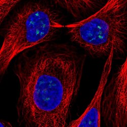 Invitrogen FTSJ3 Polyclonal Antibody 100 &mu;L; Unconjugated:Antibodies,