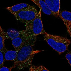 Invitrogen PCDH20 Polyclonal Antibody 100 &mu;L; Unconjugated:Antibodies,