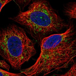 Invitrogen DLAT Polyclonal Antibody 100 &mu;L; Unconjugated:Antibodies,