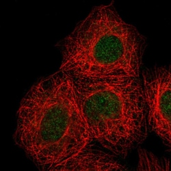 Invitrogen DOK7 Polyclonal Antibody 100 &mu;L; Unconjugated:Antibodies,