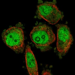 Invitrogen DUS3L Polyclonal Antibody 100 &mu;L; Unconjugated:Antibodies,