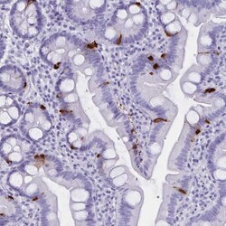 Invitrogen GPR137 Polyclonal Antibody 100 &mu;L; Unconjugated:Antibodies,