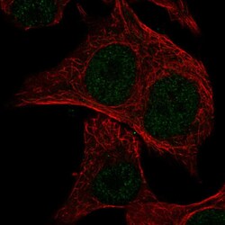 Invitrogen MSC Polyclonal Antibody 100 &mu;L; Unconjugated:Antibodies,