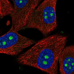Invitrogen PPIL1 Polyclonal Antibody 100 &mu;L; Unconjugated:Antibodies,