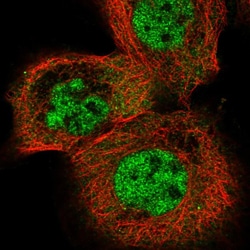 Invitrogen ELAVL2 Polyclonal Antibody 100 &mu;L; Unconjugated:Antibodies,