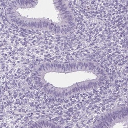 Invitrogen ELAVL2 Polyclonal Antibody 100 &mu;L; Unconjugated:Antibodies,