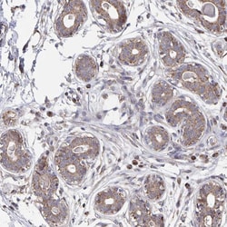 Invitrogen Acetyl-CoA Carboxylase Polyclonal Antibody 100 &mu;L; Unconjugated:Antibodies,