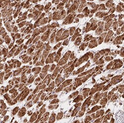 Invitrogen GBAS Polyclonal Antibody 100 &mu;L; Unconjugated:Antibodies,