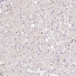 Invitrogen GBAS Polyclonal Antibody 100 &mu;L; Unconjugated:Antibodies,