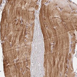 Invitrogen GBAS Polyclonal Antibody 100 &mu;L; Unconjugated:Antibodies,
