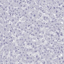 Invitrogen ARR3 Polyclonal Antibody 100 &mu;L | Buy Online | Invitrogen&trade; | Fisher Scientific