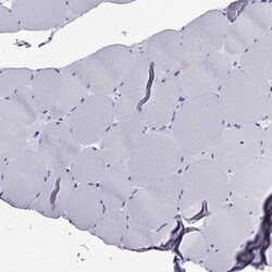 Invitrogen ARR3 Polyclonal Antibody 100 &mu;L | Buy Online | Invitrogen&trade; | Fisher Scientific