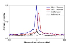 Invitrogen DDX17 Polyclonal Antibody 100 &mu;L | Buy Online | Invitrogen&trade; | Fisher Scientific
