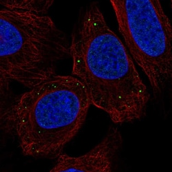 Invitrogen TMEM215 Polyclonal Antibody 100 &mu;L; Unconjugated:Antibodies,