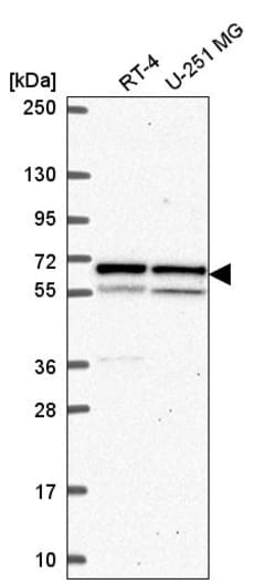 Invitrogen KPNA1 Polyclonal Antibody 100 &mu;L; Unconjugated:Antibodies,