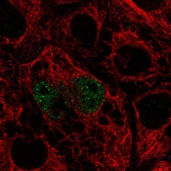 Invitrogen TFEC Polyclonal Antibody 100 &mu;L; Unconjugated:Antibodies,
