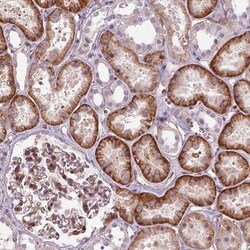 Invitrogen VSTM5 Polyclonal Antibody 100 &mu;L; Unconjugated:Antibodies,