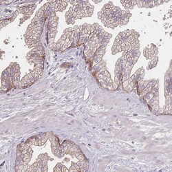 Invitrogen Prominin 2 Polyclonal Antibody 100 &mu;L; Unconjugated:Antibodies,