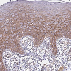 Invitrogen Prominin 2 Polyclonal Antibody 100 &mu;L; Unconjugated:Antibodies,
