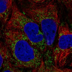 Invitrogen TM9SF4 Polyclonal Antibody 100 &mu;L; Unconjugated:Antibodies,
