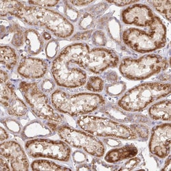 Invitrogen TM9SF4 Polyclonal Antibody 100 &mu;L; Unconjugated:Antibodies,