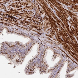 Invitrogen TM9SF4 Polyclonal Antibody 100 &mu;L; Unconjugated:Antibodies,