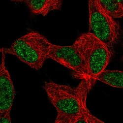 Invitrogen KLF12 Polyclonal Antibody 100 &mu;L; Unconjugated:Antibodies,