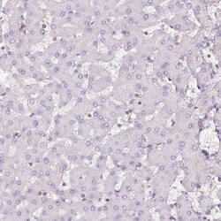 Invitrogen BLMH Polyclonal Antibody 100 &mu;L; Unconjugated:Antibodies,