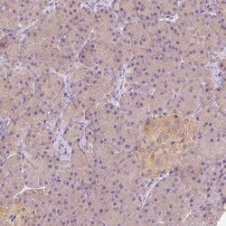 Invitrogen BLMH Polyclonal Antibody 100 &mu;L; Unconjugated:Antibodies,