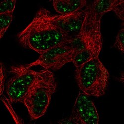 Invitrogen ATXN7L3 Polyclonal Antibody 100 &mu;L; Unconjugated:Antibodies,