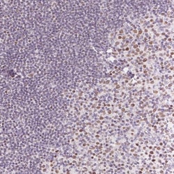 Invitrogen Oct-2 Polyclonal Antibody 100 &mu;L; Unconjugated:Antibodies,