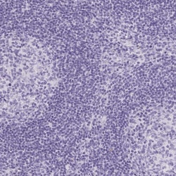 Invitrogen ATP6V0A4 Polyclonal Antibody 100 &mu;L; Unconjugated:Antibodies,