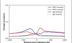 Invitrogen RSF1 Polyclonal Antibody 100 &mu;L; Unconjugated:Antibodies,