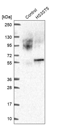 Invitrogen HS3ST5 Polyclonal Antibody 100 &mu;L; Unconjugated:Antibodies,
