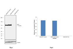 Invitrogen MVP Polyclonal Antibody 100 &mu;L | Buy Online | Invitrogen&trade; | Fisher Scientific