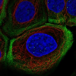 Invitrogen MYH9 Polyclonal Antibody 100 &mu;L; Unconjugated:Antibodies,