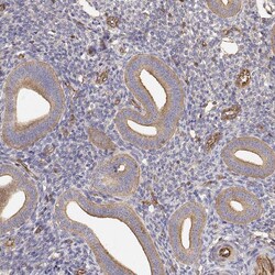 Invitrogen MYH9 Polyclonal Antibody 100 &mu;L; Unconjugated:Antibodies,