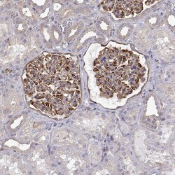 Invitrogen MYH9 Polyclonal Antibody 100 &mu;L; Unconjugated:Antibodies,