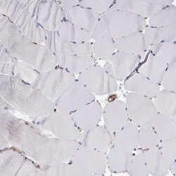 Invitrogen MYH9 Polyclonal Antibody 100 &mu;L; Unconjugated:Antibodies,