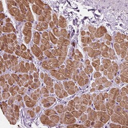 Invitrogen ACOX2 Polyclonal Antibody 100 &mu;L; Unconjugated:Antibodies,