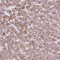 Invitrogen ACOX2 Polyclonal Antibody 100 &mu;L; Unconjugated:Antibodies,