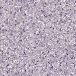 Invitrogen AEBP1 Polyclonal Antibody 100 μL; Unconjugated:Antibodies,