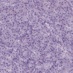 Invitrogen C14orf140 Polyclonal Antibody 100 &mu;L; Unconjugated:Antibodies,