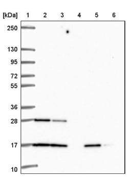 Invitrogen RALA Polyclonal Antibody 100 &mu;L; Unconjugated:Antibodies,